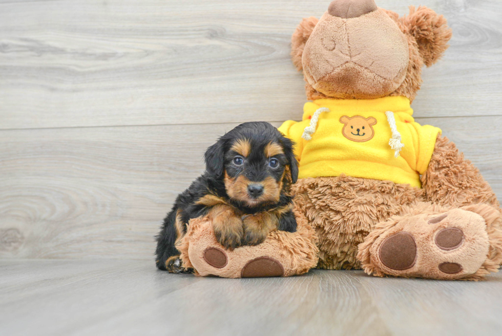 Cute Mini Aussiedoodle Baby