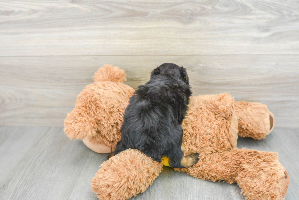 Best Mini Aussiedoodle Baby
