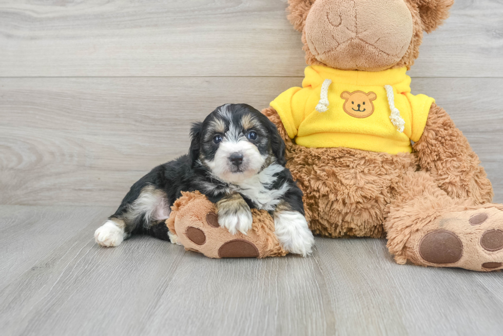 Mini Aussiedoodle Puppy for Adoption