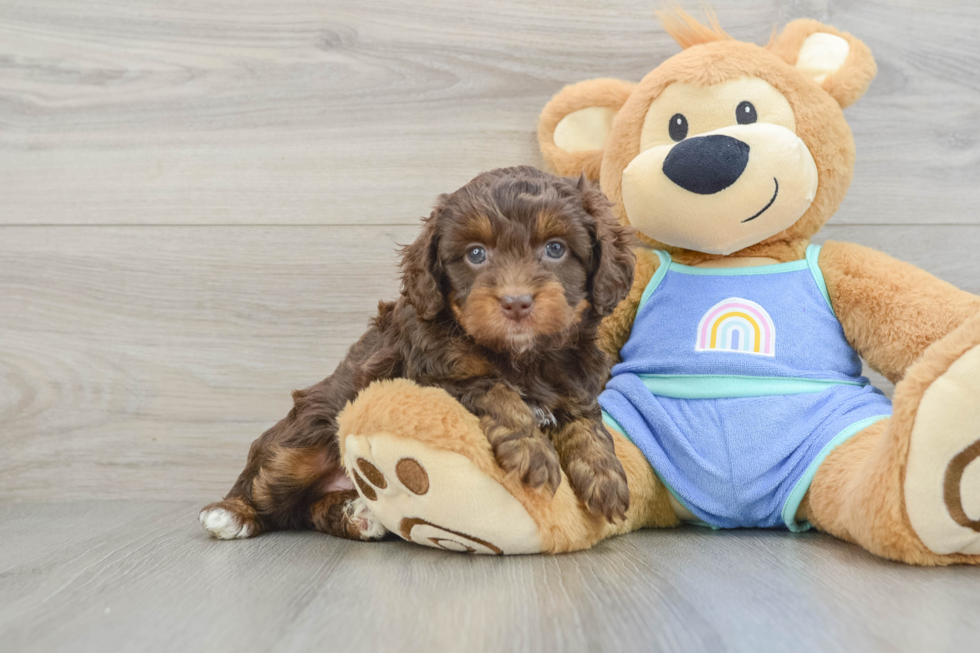 Energetic Aussie Poo Poodle Mix Puppy