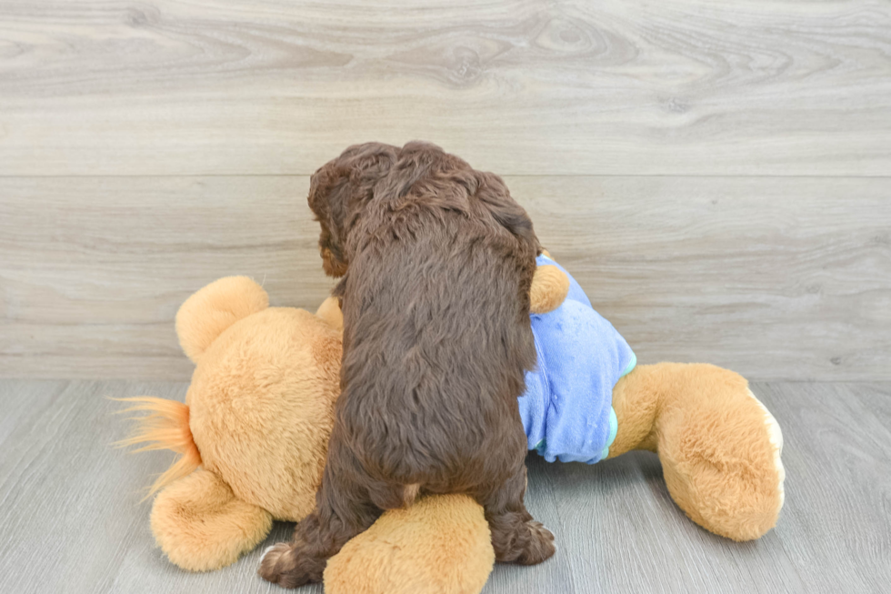 Energetic Aussie Poo Poodle Mix Puppy