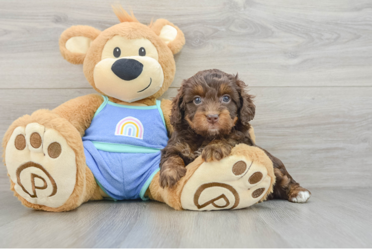 Adorable Mini Australian Shepherd X Poodle Mix Poodle Mix Puppy