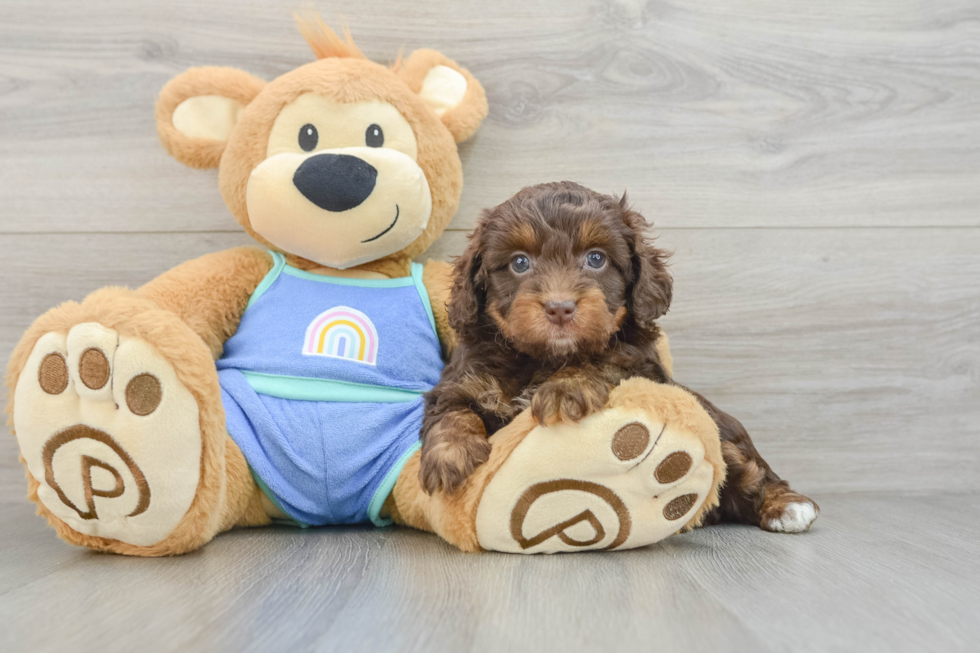 Adorable Mini Australian Shepherd X Poodle Mix Poodle Mix Puppy