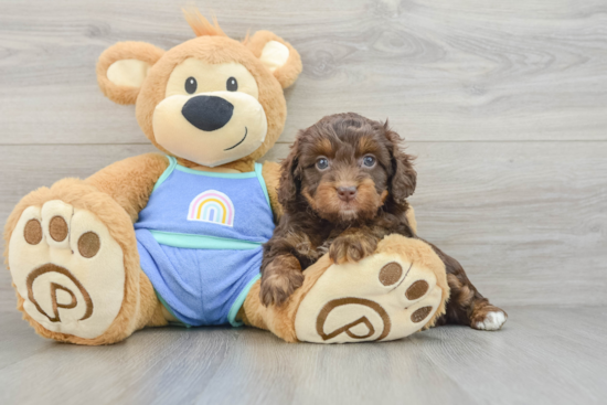 Adorable Mini Australian Shepherd X Poodle Mix Poodle Mix Puppy