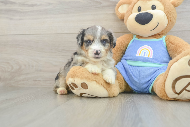 Mini Aussiedoodle Puppy for Adoption