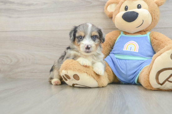 Mini Aussiedoodle Puppy for Adoption