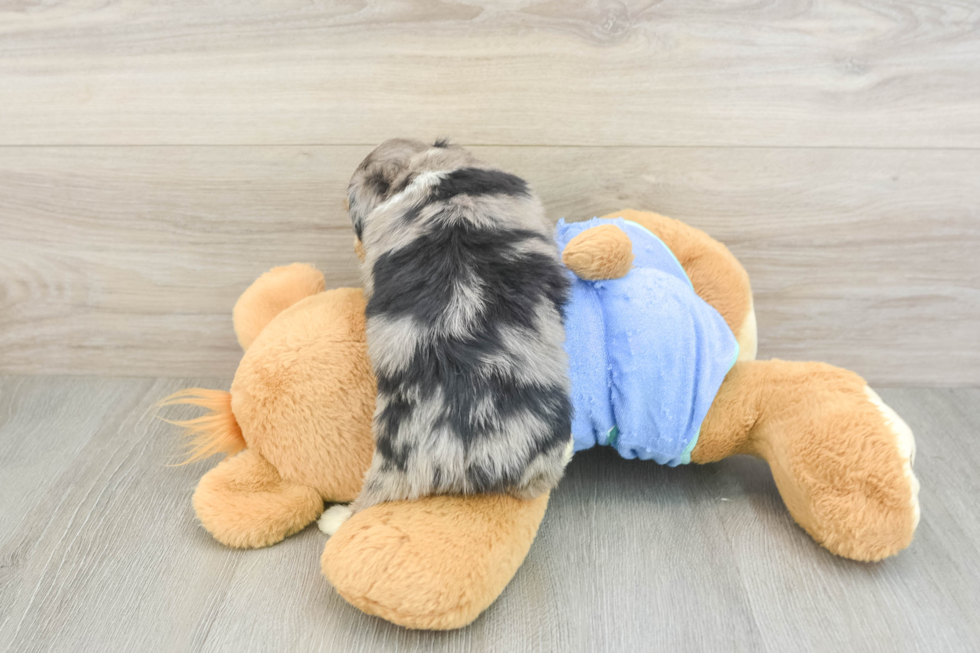 Energetic Aussie Poo Poodle Mix Puppy