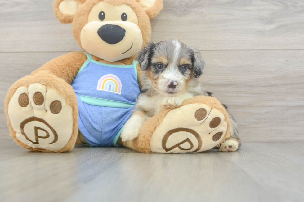 Mini Aussiedoodle Pup Being Cute