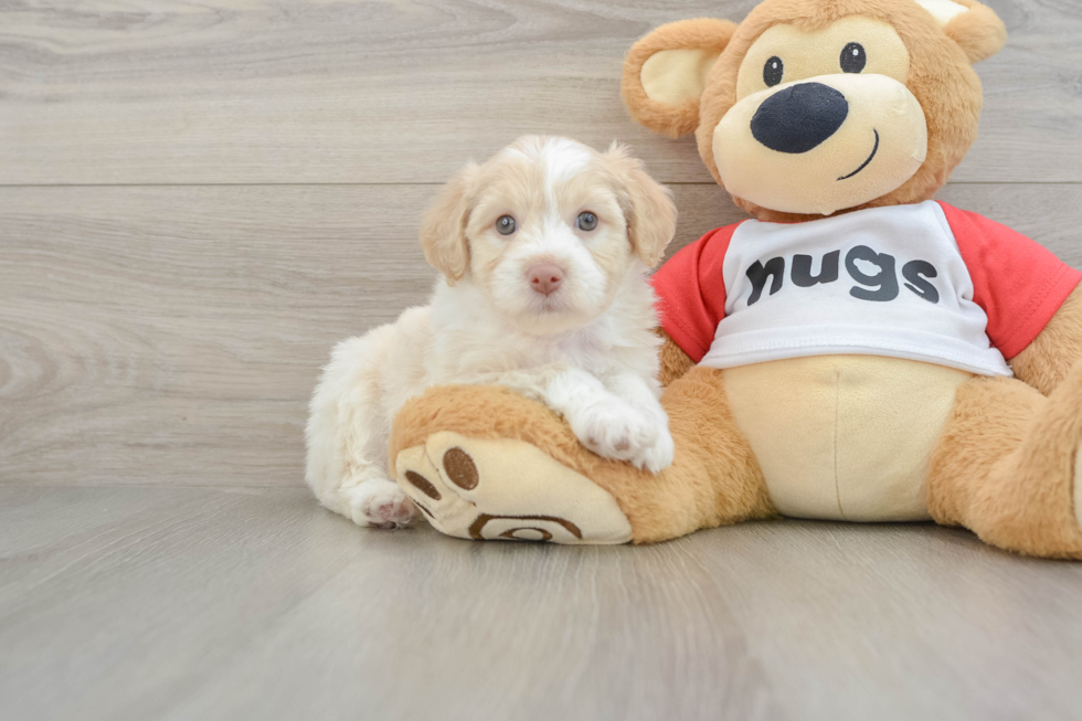Best Mini Aussiedoodle Baby