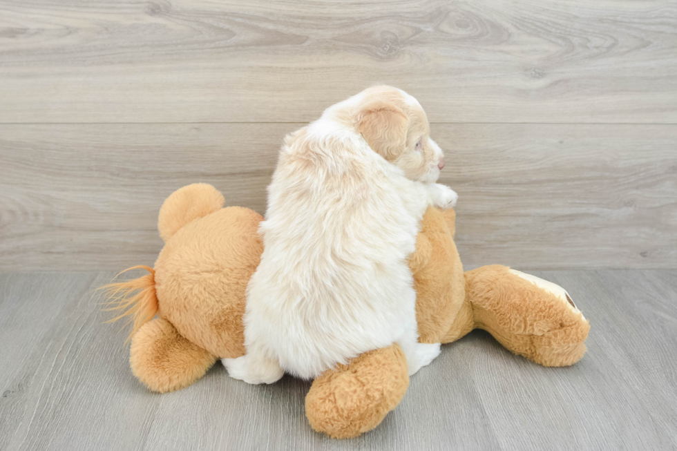 Hypoallergenic Aussiepoo Poodle Mix Puppy