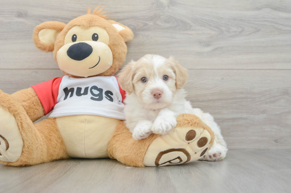 Best Mini Aussiedoodle Baby