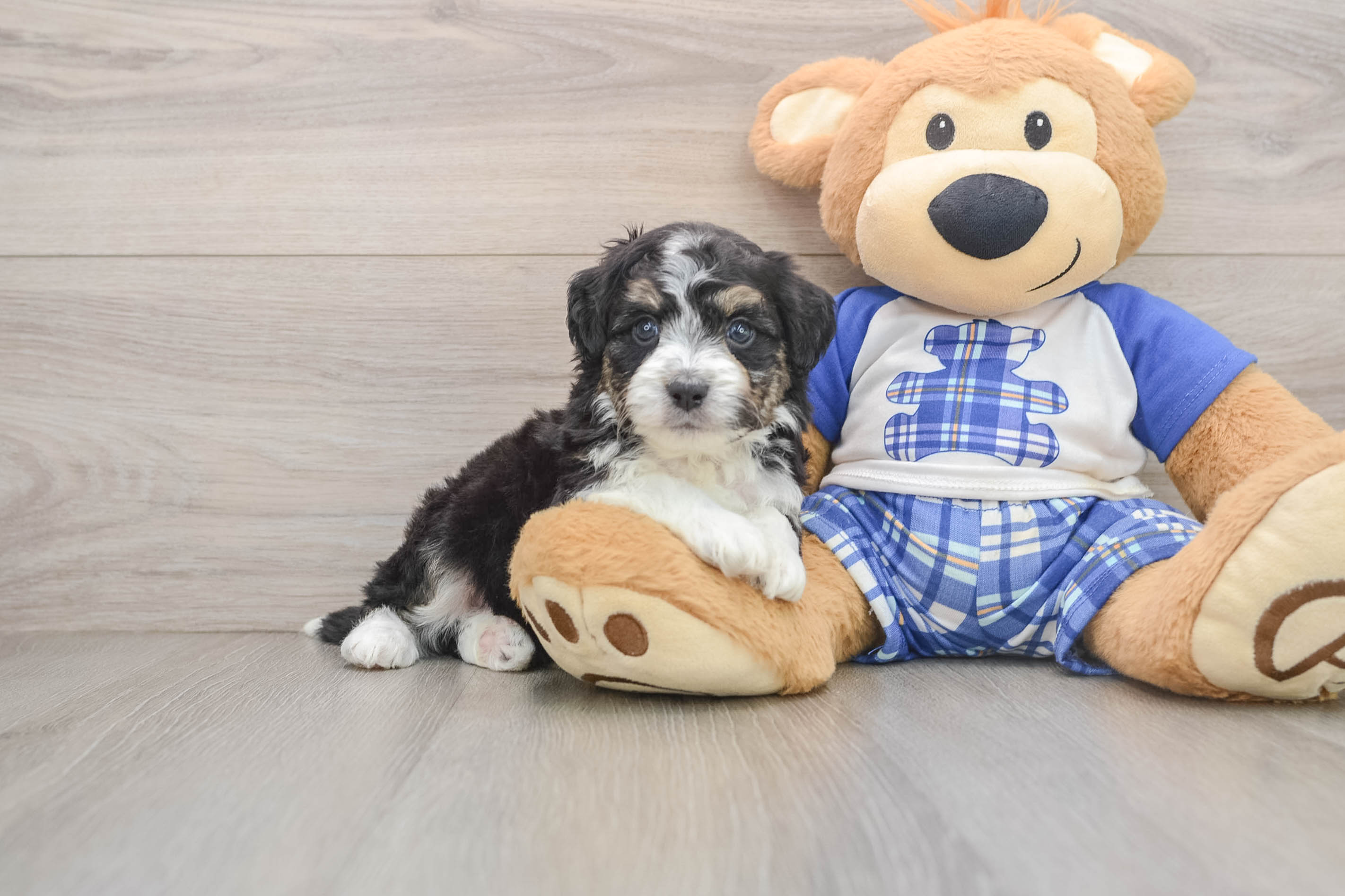 Small Mini Aussiedoodle Baby