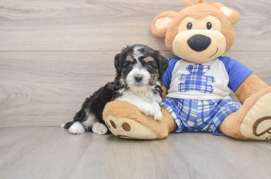 BANDIT, a Mini Aussiedoodle littermate