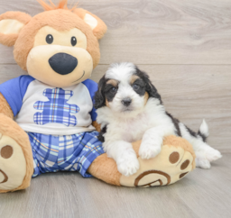 8 week old Mini Aussiedoodle Puppy For Sale - Premier Pups