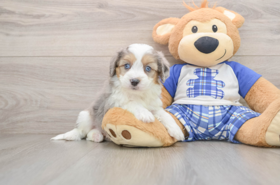 BAO, a Mini Aussiedoodle littermate