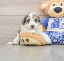 8 week old Mini Aussiedoodle Puppy For Sale - Premier Pups