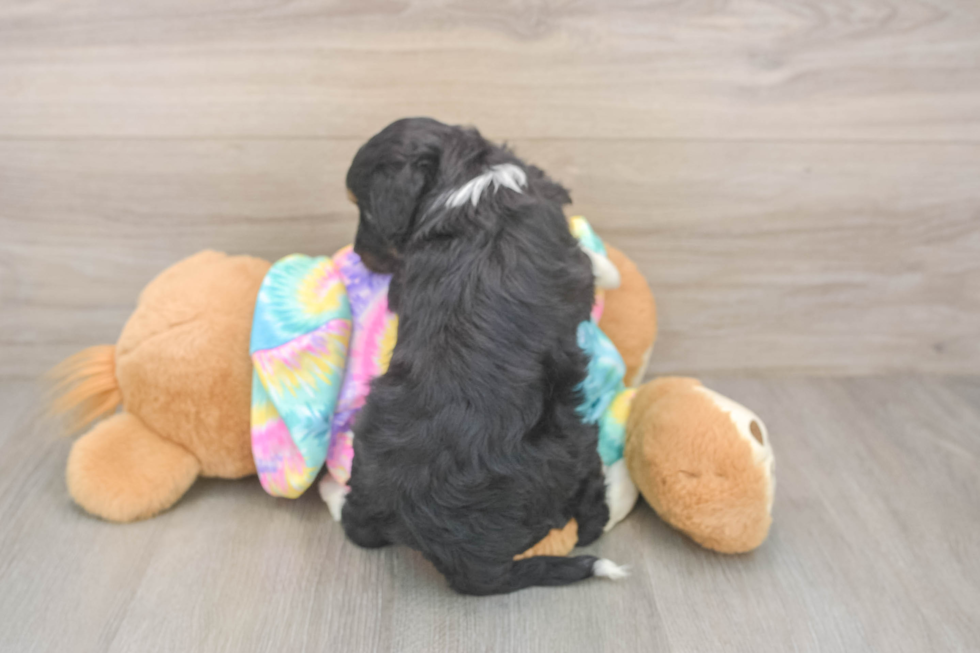 Hypoallergenic Aussiepoo Poodle Mix Puppy