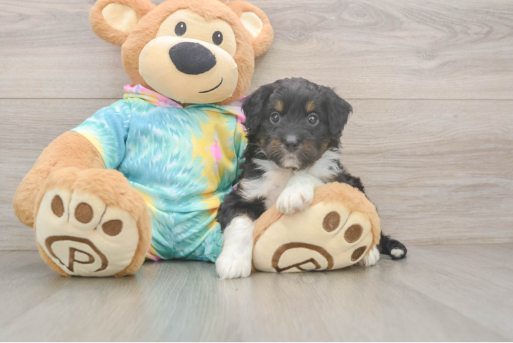 Best Mini Aussiedoodle Baby