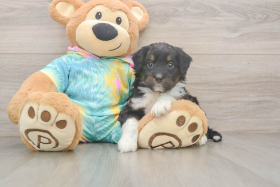 Best Mini Aussiedoodle Baby