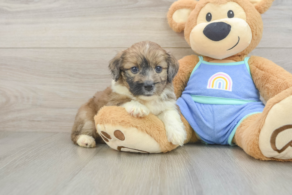 Friendly Mini Aussiedoodle Baby