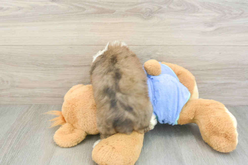 Mini Aussiedoodle Puppy for Adoption