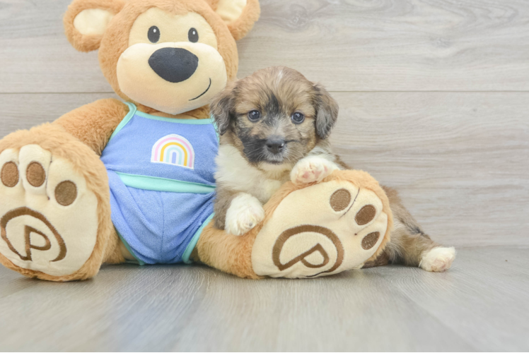 Mini Aussiedoodle Pup Being Cute