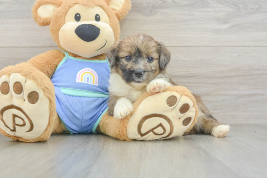 Mini Aussiedoodle Pup Being Cute