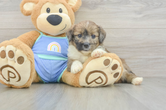 Mini Aussiedoodle Pup Being Cute