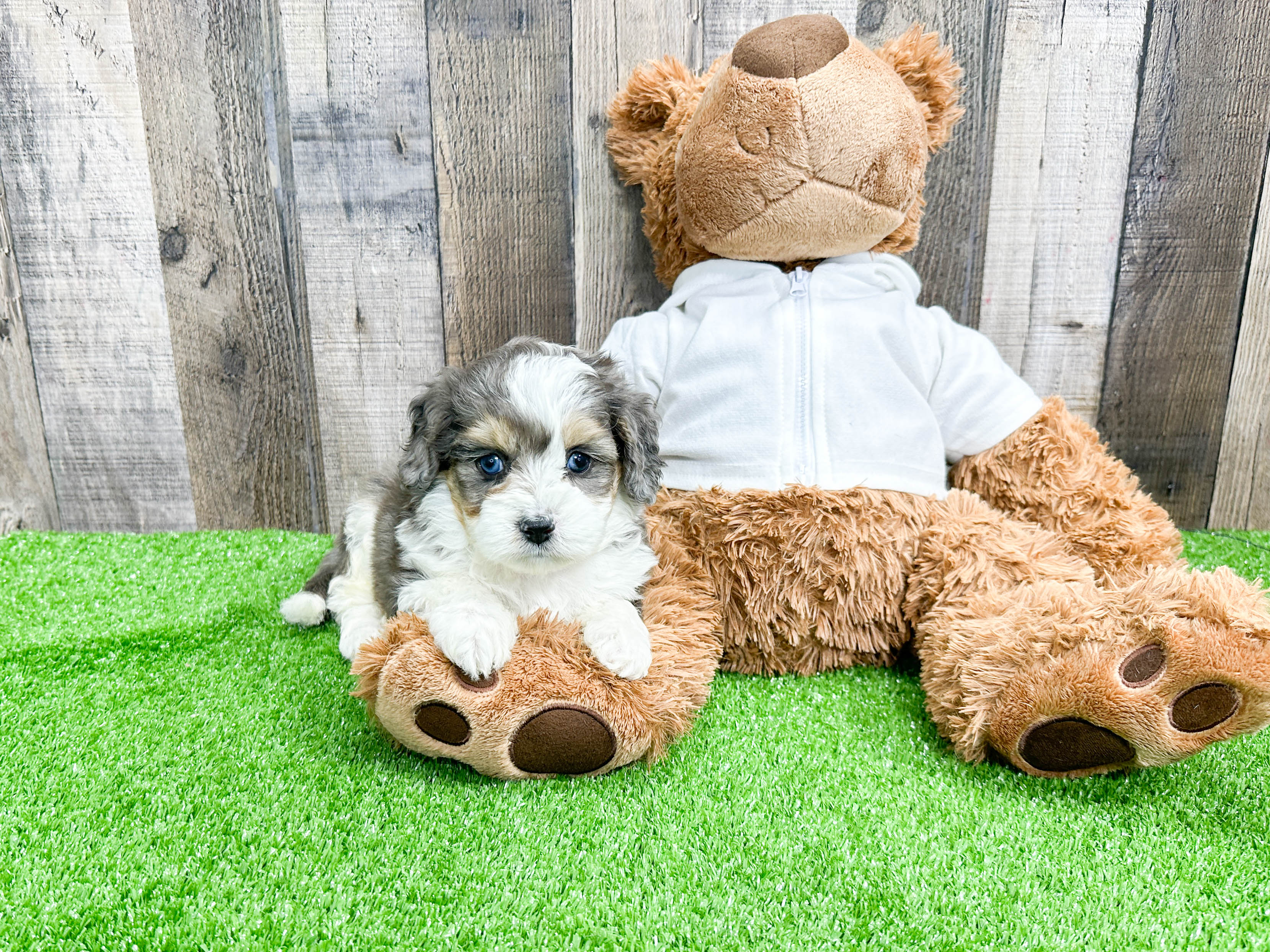 Best Mini Aussiedoodle Baby