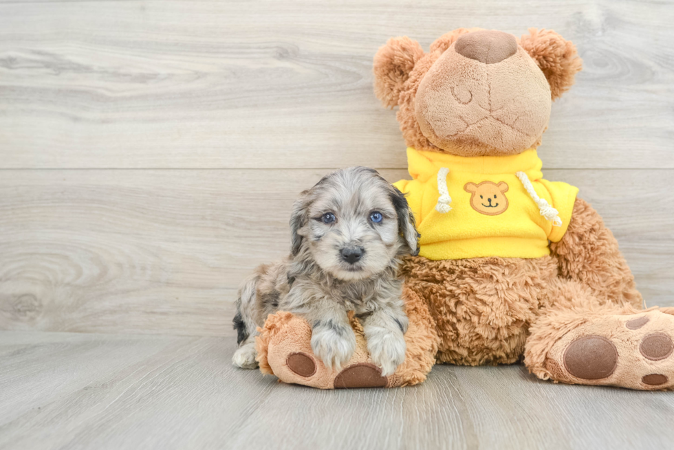 Best Mini Aussiedoodle Baby