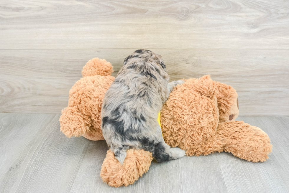 Best Mini Aussiedoodle Baby