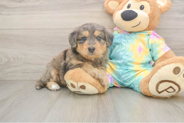 Playful Mini Aussiepoodle Poodle Mix Puppy
