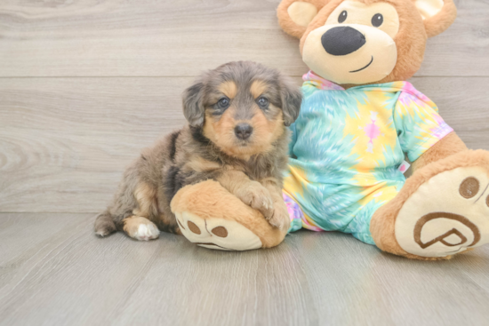 Playful Mini Aussiepoodle Poodle Mix Puppy