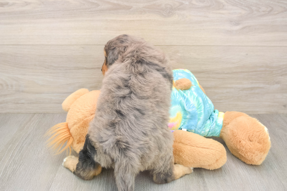 Best Mini Aussiedoodle Baby