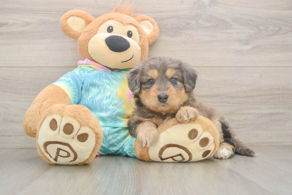 Smart Mini Aussiedoodle Poodle Mix Pup