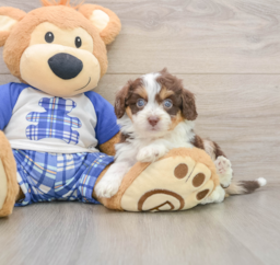 8 week old Mini Aussiedoodle Puppy For Sale - Premier Pups