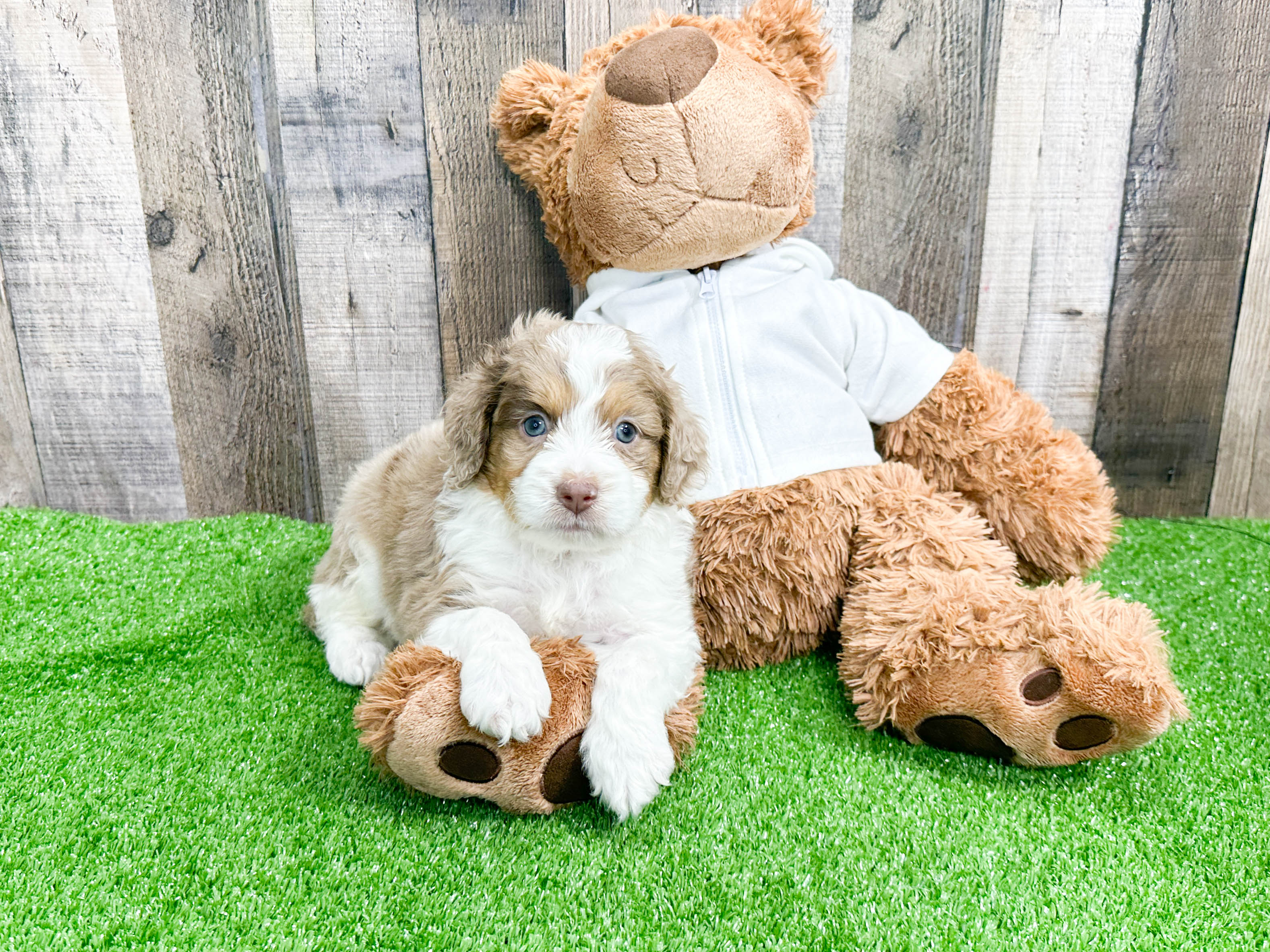 Adorable Aussiepoo Poodle Mix Puppy