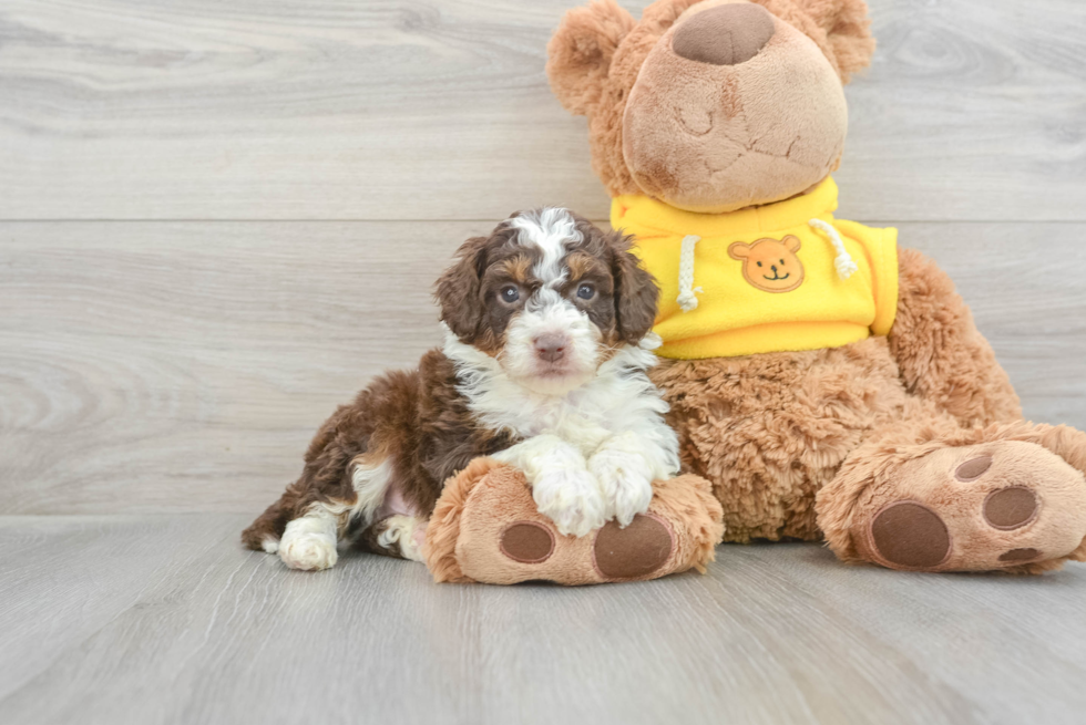Friendly Mini Aussiedoodle Baby