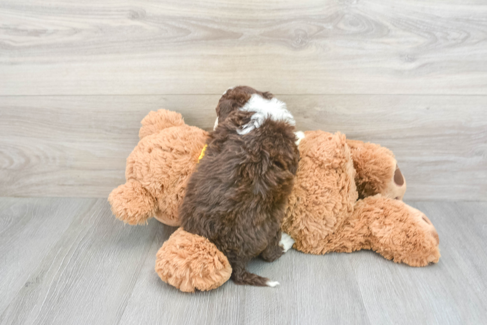 Happy Mini Aussiedoodle Baby