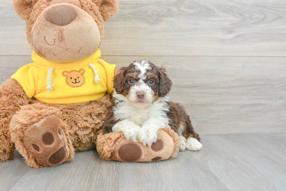Mini Aussiedoodle Puppy for Adoption