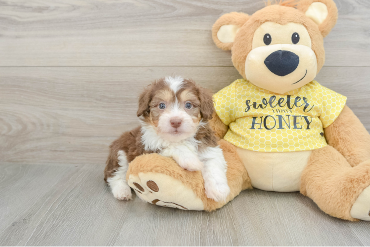 Mini Aussiedoodle Pup Being Cute