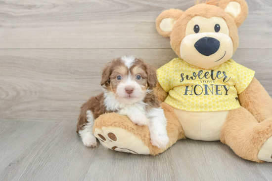 Mini Aussiedoodle Pup Being Cute