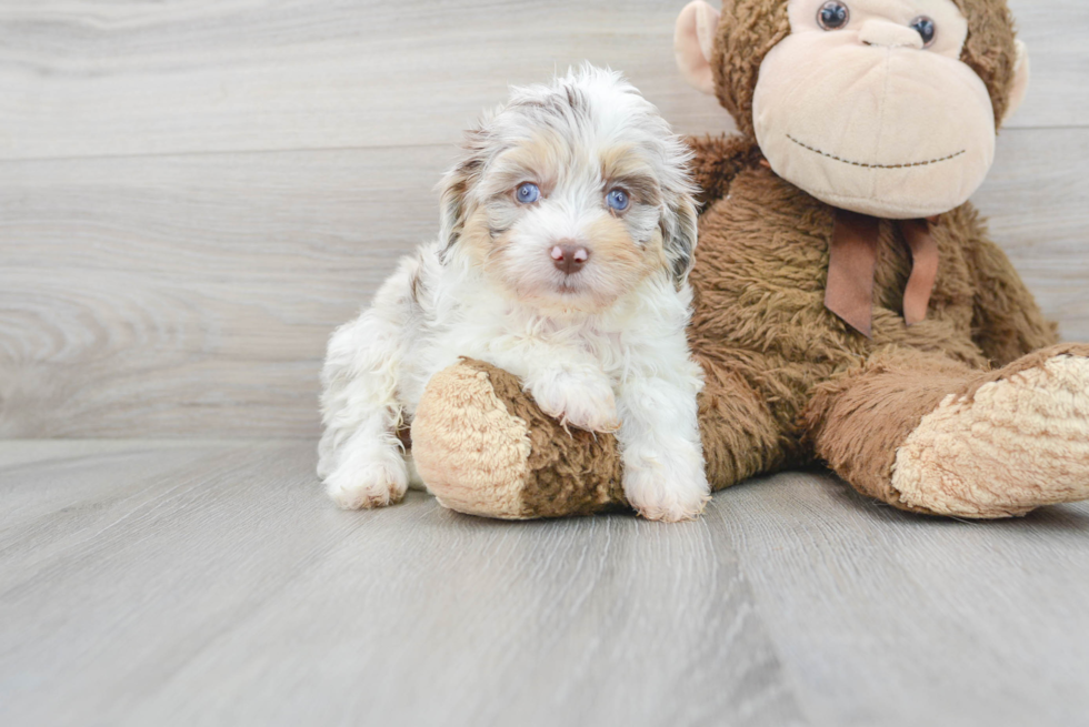 Hypoallergenic Aussiepoo Poodle Mix Puppy