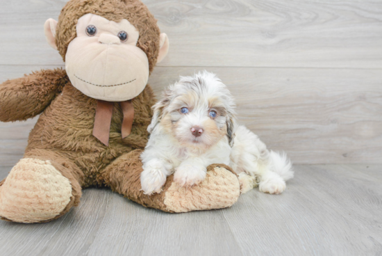 Mini Aussiedoodle Puppy for Adoption
