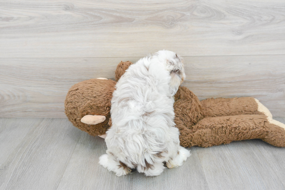 Mini Aussiedoodle Pup Being Cute