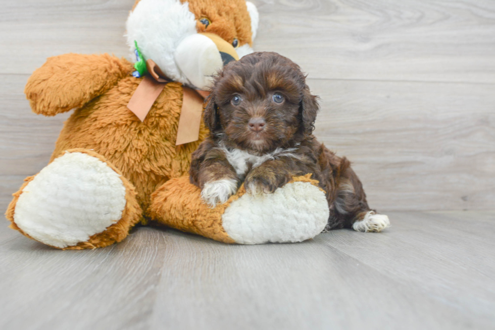 Best Mini Aussiedoodle Baby