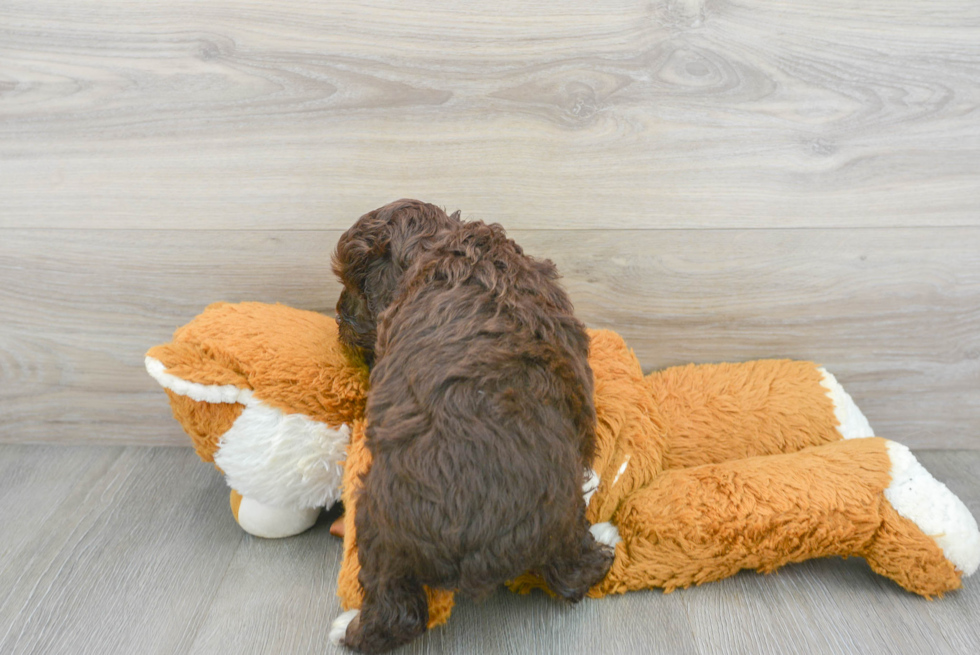 Mini Aussiedoodle Pup Being Cute