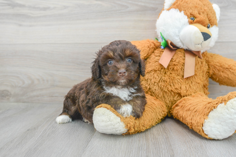 Adorable Aussiepoo Poodle Mix Puppy