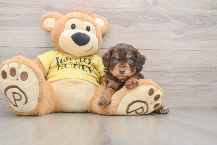Mini Aussiedoodle Pup Being Cute