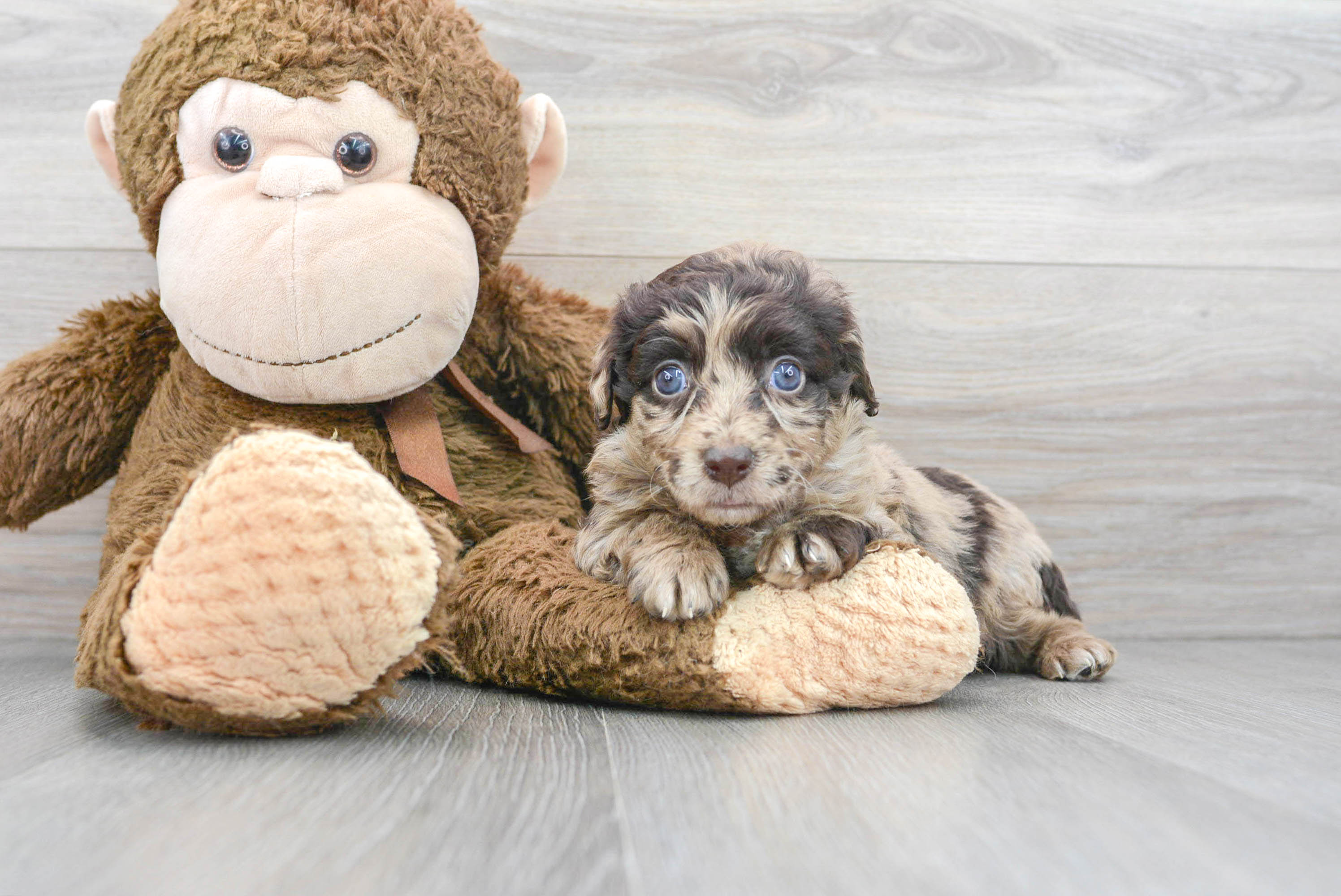 Smart Mini Aussiedoodle Poodle Mix Pup